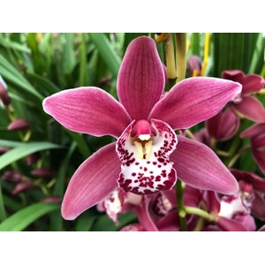 Cymbidium Mini Christmas Rose X10 Leekade