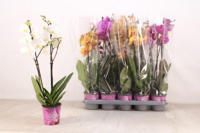 <h4>PHAL GEM 5 KL</h4>