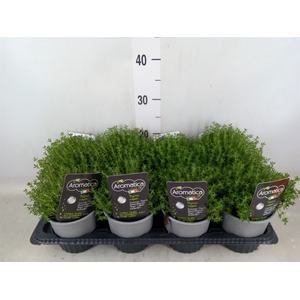 Thymus vulgaris 'Compactus'