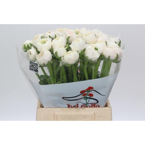 Ranunculus Clooney Hanoi