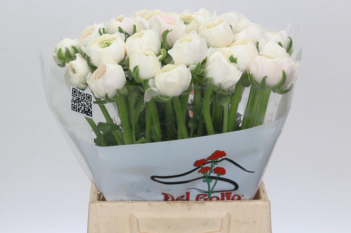 <h4>Ranunculus Clooney Hanoi</h4>