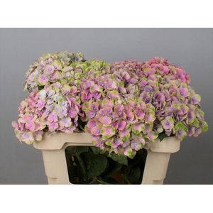 Hydrangea mag amethyst