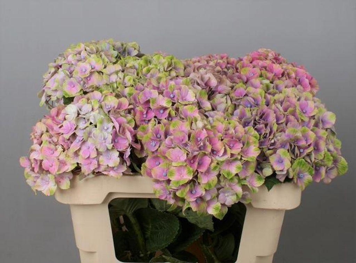 <h4>Hydrangea mag amethyst</h4>
