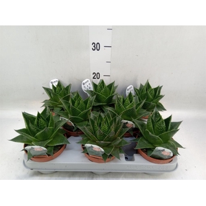 Aloe aristata 'Cosmo'