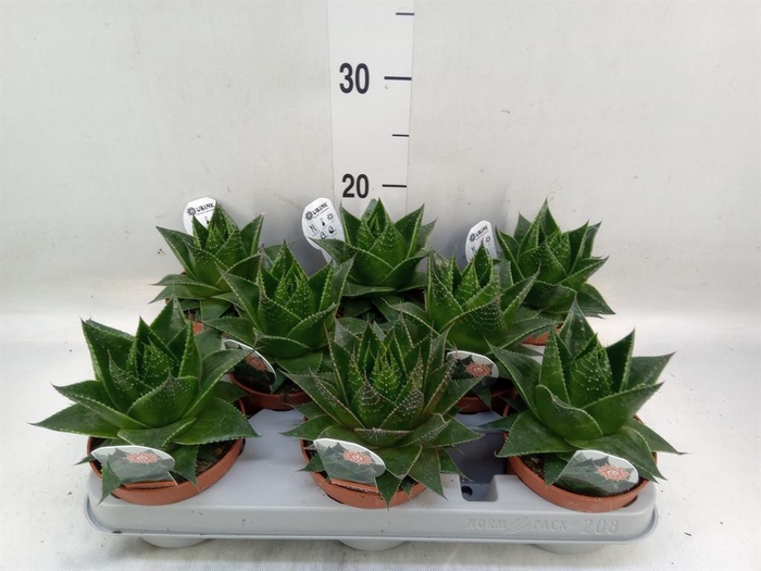 <h4>Aloe aristata 'Cosmo'</h4>