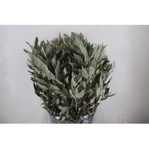 Steeneik Leaves P Bunch