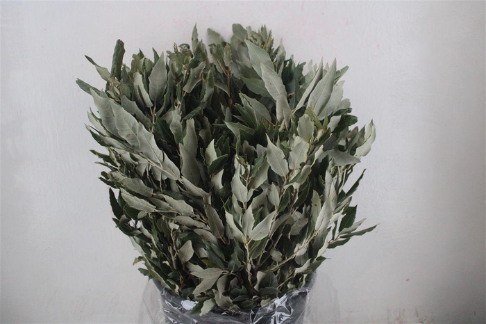 <h4>Steeneik Leaves P Bunch</h4>