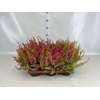 Erica gracilis   ...red