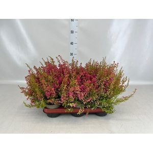 Erica gracilis   ...red