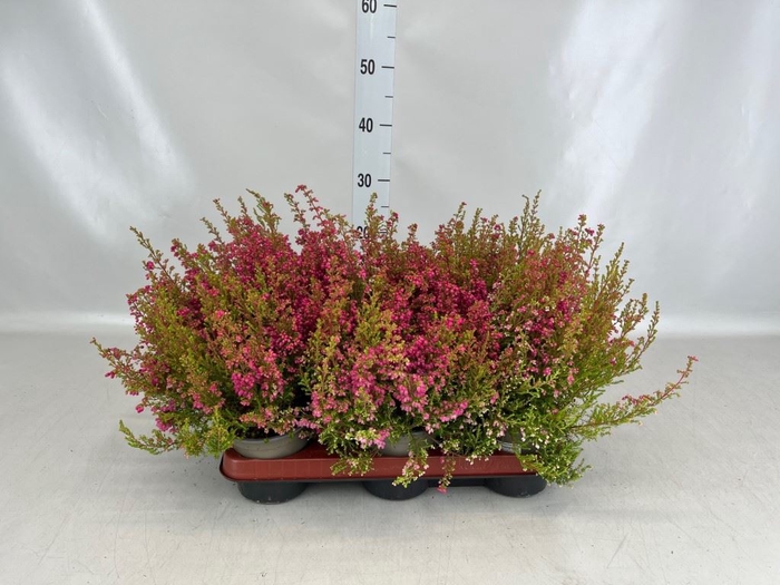Erica gracilis   ...red