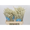 Amaranthus Yearming Desert