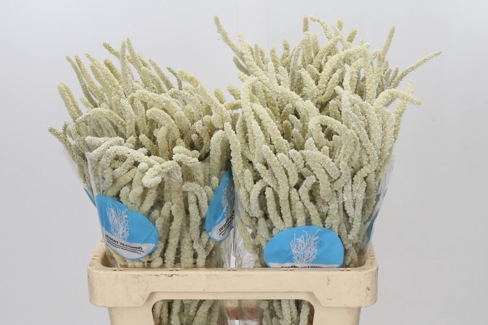 <h4>Amaranthus Yearming Desert</h4>