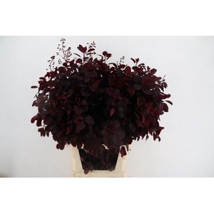 COTI C ROYAL PURPLE BLOEIEND 100CM