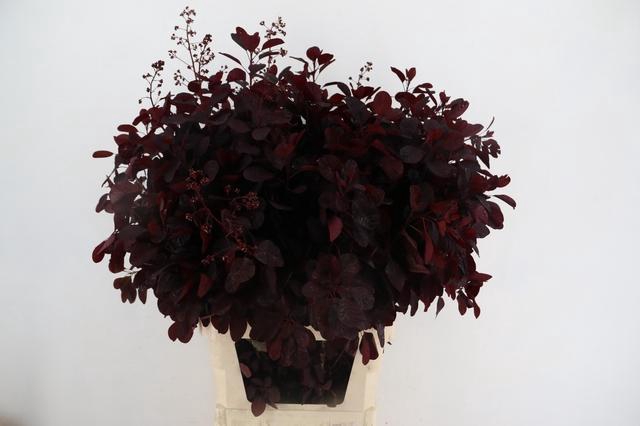 <h4>COTI C ROYAL PURPLE BLOEIEND 100C</h4>