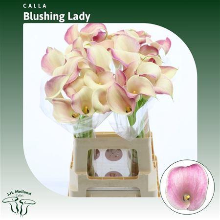 <h4>Calla Blushing Lady</h4>