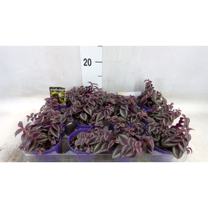 Tradescantia   ...
