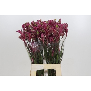 Kangaroo Paw Mini Pearl