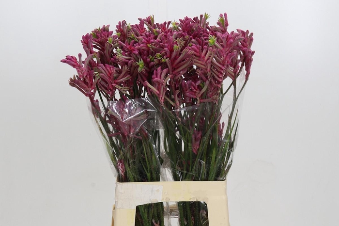 Kangaroo Paw Mini Pearl