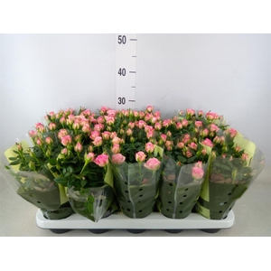 Rosa  'Carousel Kordana'