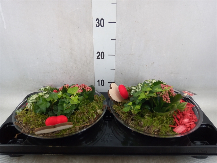 <h4>Arr.   Planten L%</h4>