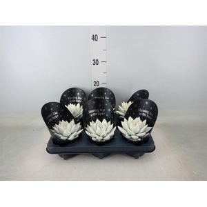 Echeveria  'Miranda'