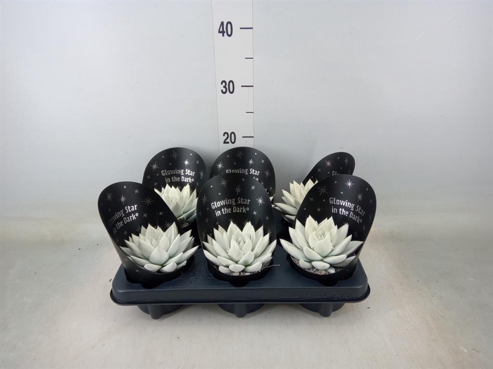 <h4>Echeveria 'Miranda'</h4>