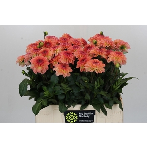 Dahlia Chanel