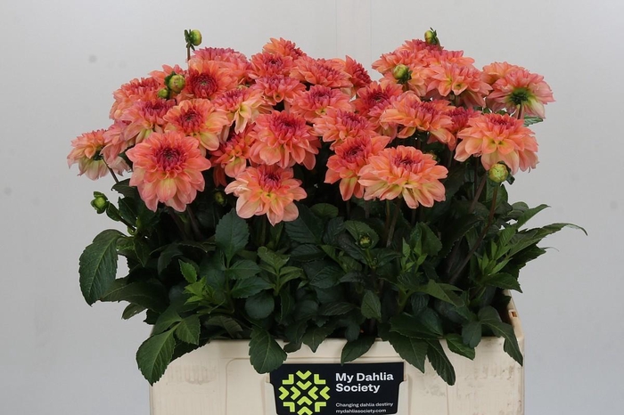 <h4>Dahlia Chanel</h4>