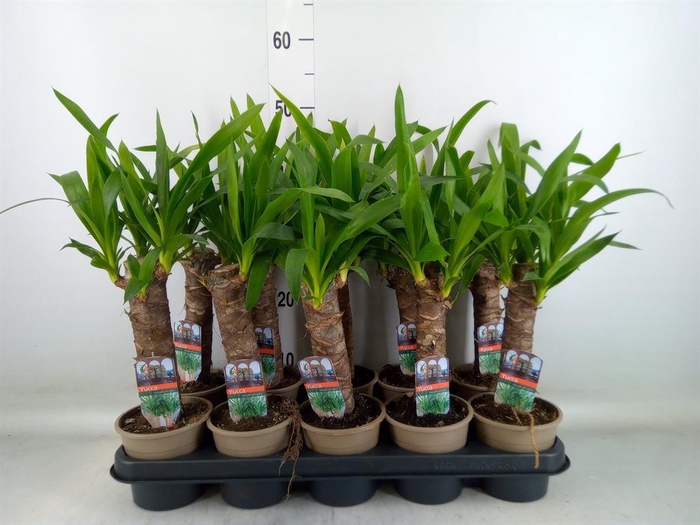 <h4>Yucca   ...</h4>