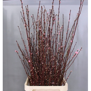 PRUNUS OV