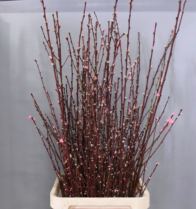 PRUNUS OV