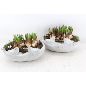 arr4 Muscari JS - Vogel ovaal x3