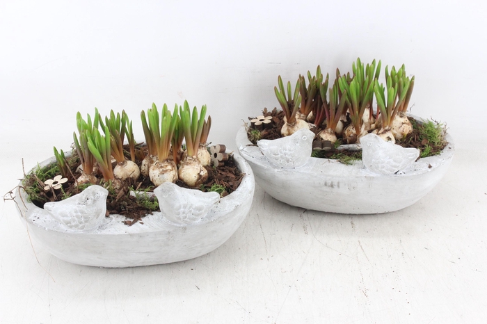 <h4>arr4 Muscari JS - Vogel ovaal x3</h4>