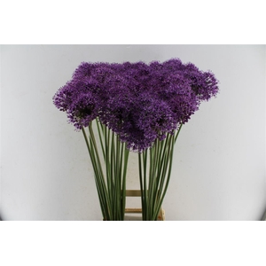Allium Stratos