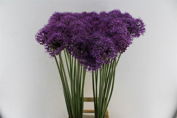 <h4>Allium Stratos</h4>
