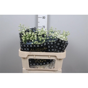 Delph Du Dewi Siberia