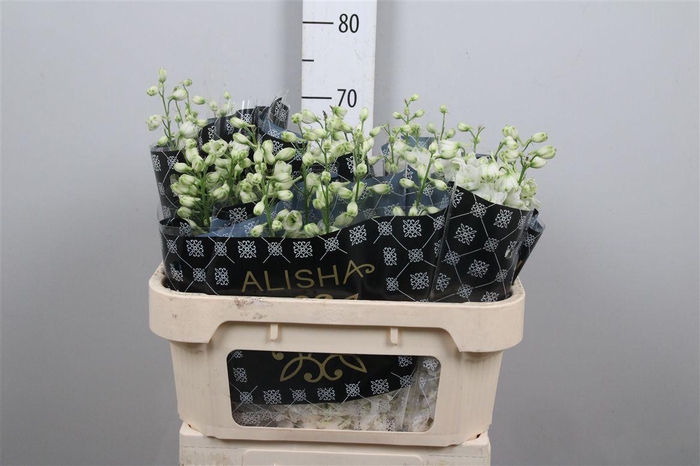 <h4>Delph Du Dewi Siberia</h4>