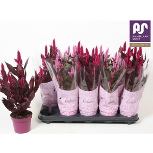 CEL ARGENTEA MIX
