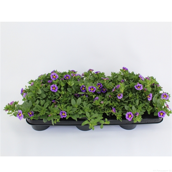 <h4>CaliBrachoa Rave Blue</h4>