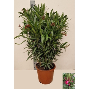 NERI OLEANDER
