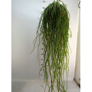 Rhipsalis   ...