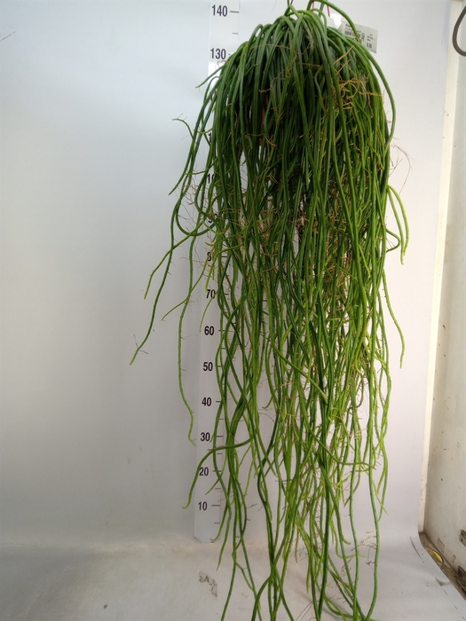 <h4>Rhipsalis   ...</h4>