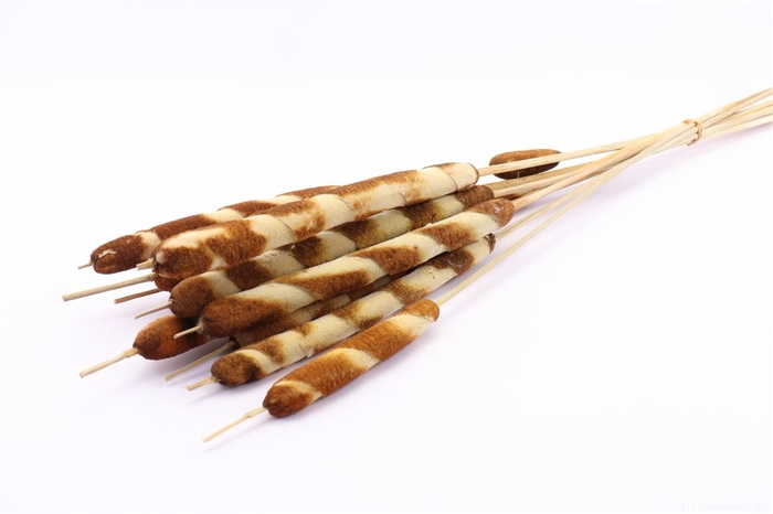 <h4>Bunch Typha Tigre 10 Pcs Slv L70</h4>