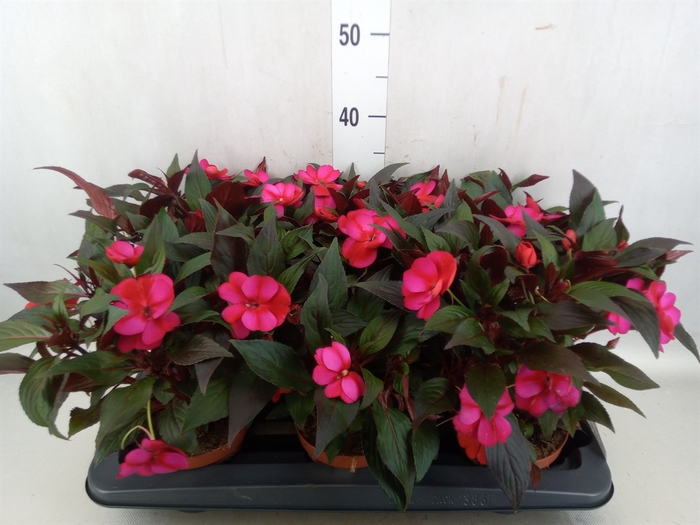 <h4>Impatiens NG 'Tamarinda Purpl Bico'</h4>