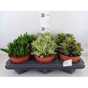 Crassula   ...mix