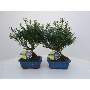 Buxus harlandii, 15 cm broom, without driptray