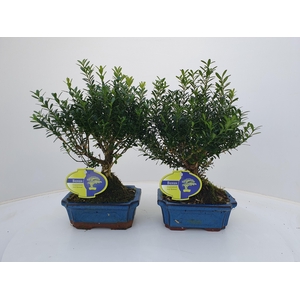 Buxus harlandii, 15 cm broom, without driptray