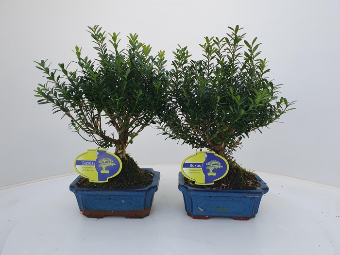 <h4>Buxus harlandii, 15 cm broom, without driptray</h4>