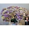 Hydrangea beautensia papillon classic