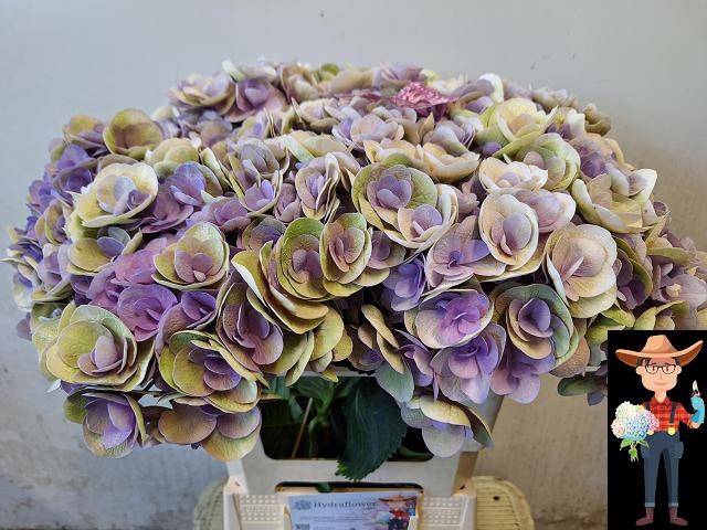 Hydrangea beautensia papillon classic